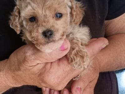 Male Toy Poodle