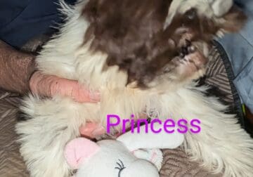 Princess