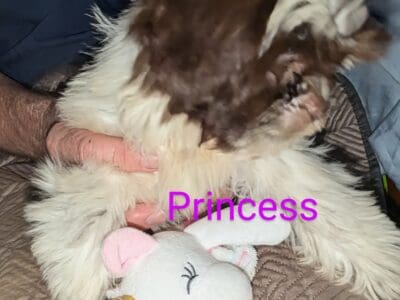 Princess