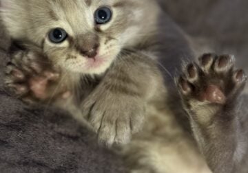 Highland Lynx kittens