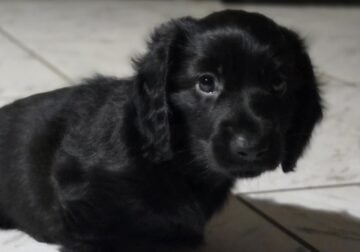Mini- Dachshund Long hair male