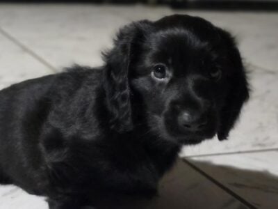 Mini- Dachshund Long hair male