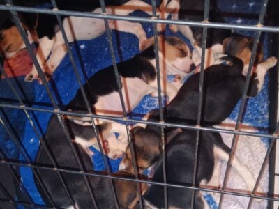 Beagle Puppies