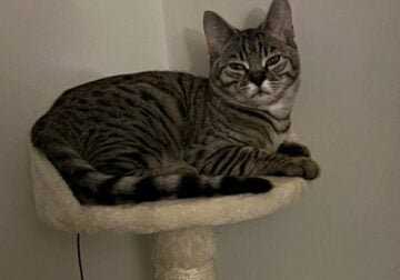 Sweet cat for good home