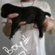 Full blooded cane corso puppies