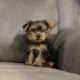 CKC FEMALE YORKIE