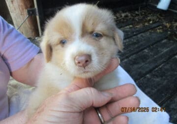 rRare red merle austrailan sheperd male 2