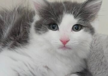 Lovely Boy