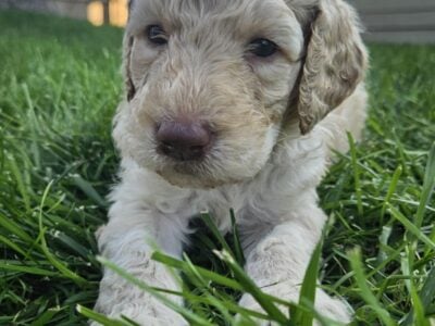 Goldendoodle Puppies for Adoption in Colorado
