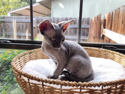 Male DevonRex kitten