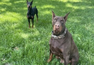 Dobermans to Love