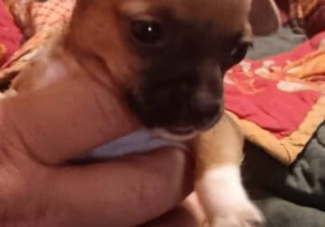 Chihuahua Puppies