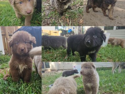 German Shepherd Hybrids