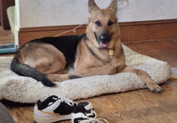 German shepherd female