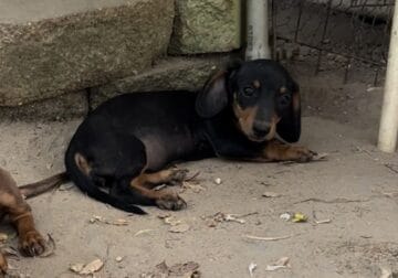 CKC Dachshund female puppy
