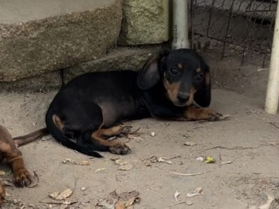 CKC Dachshund female puppy