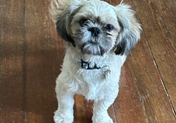 Male Shih tzu
