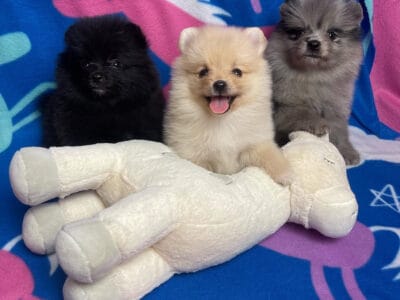 Pomeranian Puppy Male