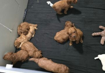 Mini Golden Doodles- Warsaw, NY