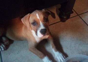 Full Breed Pitbul Femal