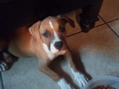 Full Breed Pitbul Female