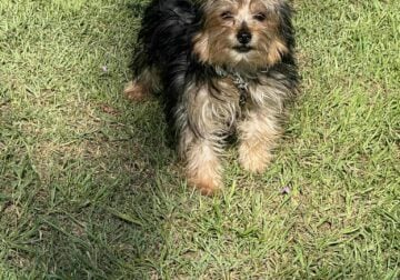 2 Female Yorkie puppies