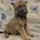 Malinois X (Belgian Malinois/German Shepard)