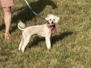 Male Miniature Standard Poodle