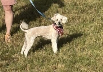 Male Miniature Standard Poodle