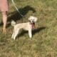 Male Miniature Standard Poodle