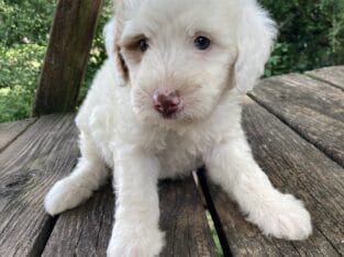 Charlie