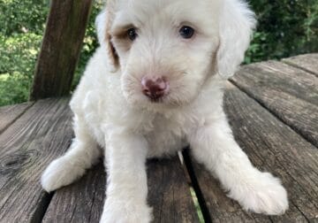 Charlie
