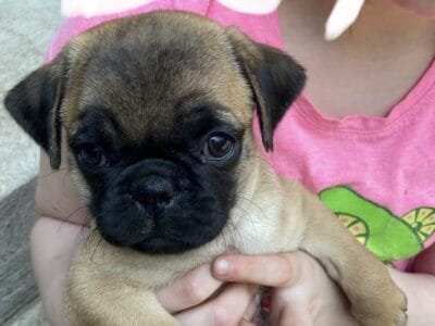 Pug puppies
