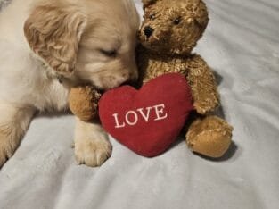 Teddy Bear Golden Retriever