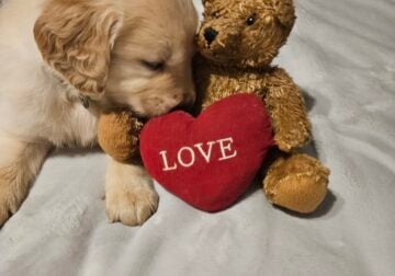 Teddy Bear Golden Retriever