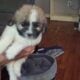 Beautiful shihtzu puppies