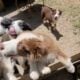 Standard Australian Shepherd