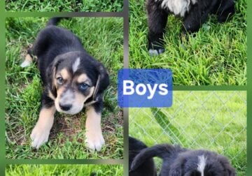 Golden Retriever/Blue Heeler Puppies