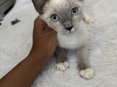 Kittens for Sale
