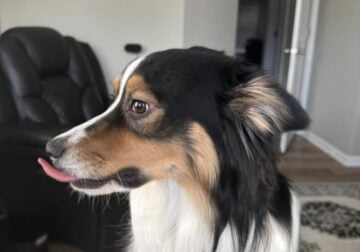Kylo: Rehoming Our Australian Shepherd