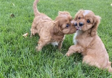AKC King Charles Cavalier