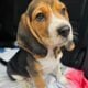 Purebred Beagle puppies – Male #1