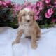 MINI AUSSIEDOODLE MALES