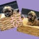 Shih Tzu Puppies