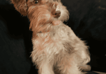 Female Miniature schnauzer