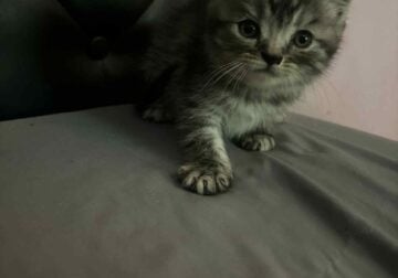 Himalayan kittens