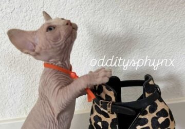 Sphynx Kitten Orange Collar