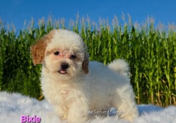 Female maltipoo Pickup
