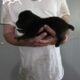 Full blooded cane corso puppies