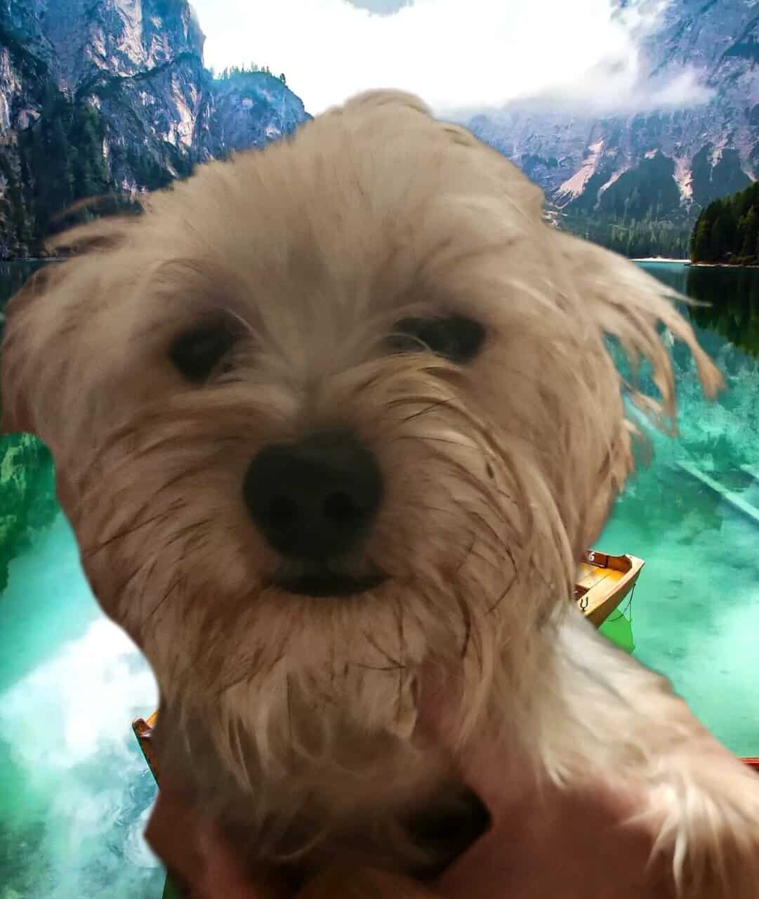 Morkie Boy Red J. J. image 3